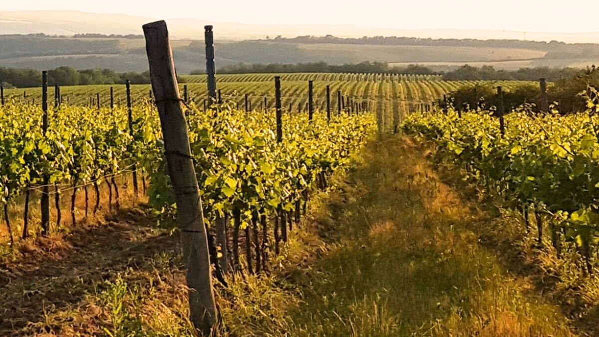Szekszárder Weinberge in der Nähe von Szálka, Kékfrankos, Kadarka, Weinreben