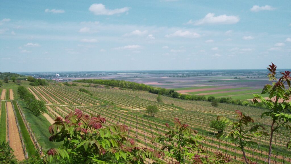 Görögszó – Landschaft mit Weinreben im Frühjahr, Szekszárd. Tags: Kadarka, Kékfrankos, Bikavér, Szekszárd Weinberge, Görögszó