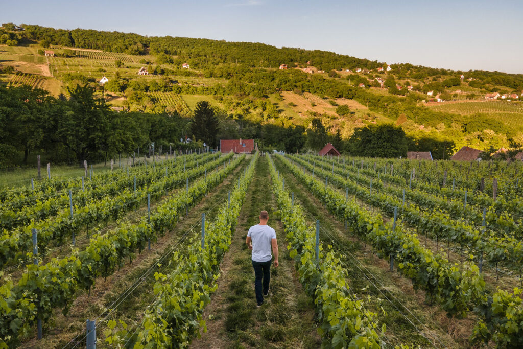 István Keller geht durch die Weinreihen des Caldamentum Szőlőbirtok im Porkoláb-Tal bei Szekszárd