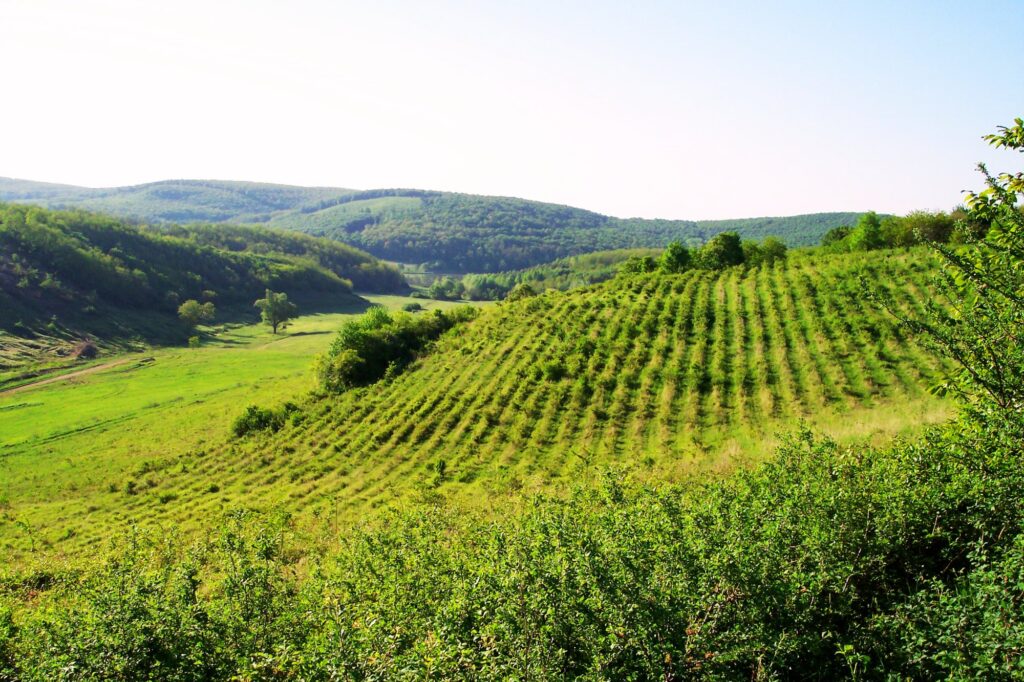 Szálka – Hügel mit verlassenen Weinbergen in der Nähe von Szálka. Tags: Zeitzeuge, verlassene Weinberge, Kadarka, Kékfrankos, Bikavér, Szekszárd, Hügel in der Nähe von Szálka