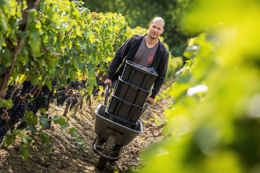 Blog István Keller transportiert frisch geerntete Trauben mit der Schubkarre durch die Weinberge des Caldamentum Szőlőbirtok