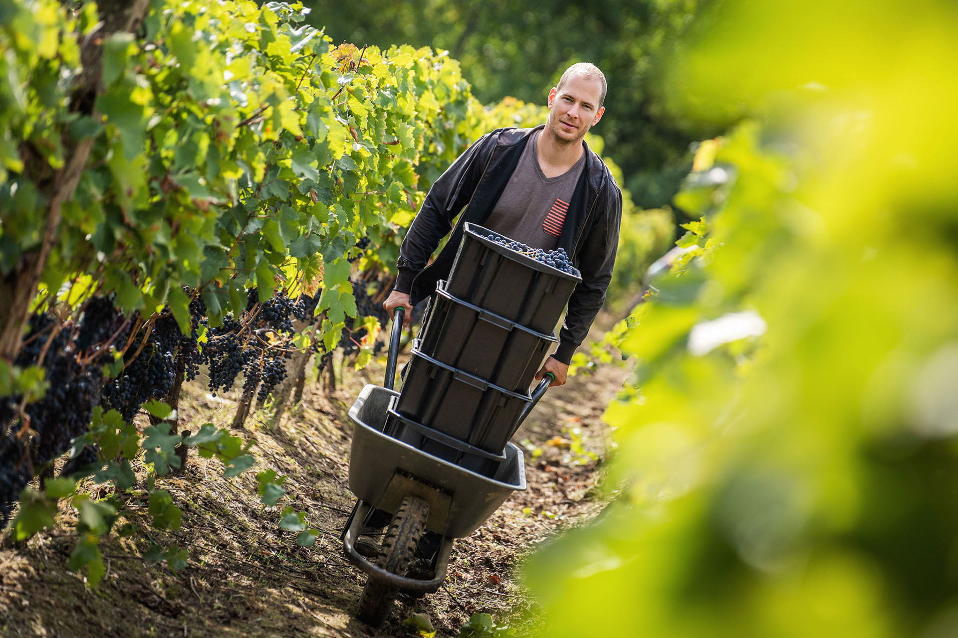 Caldamentum Szőlőbirtok: ein Mikroweingut István Keller transportiert frisch geerntete Trauben mit der Schubkarre durch die Weinberge des Caldamentum Szőlőbirtok