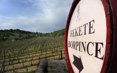 Schild und Weinberge des Weinguts Fekete Borpince im Iván-Völgy bei Szekszárd