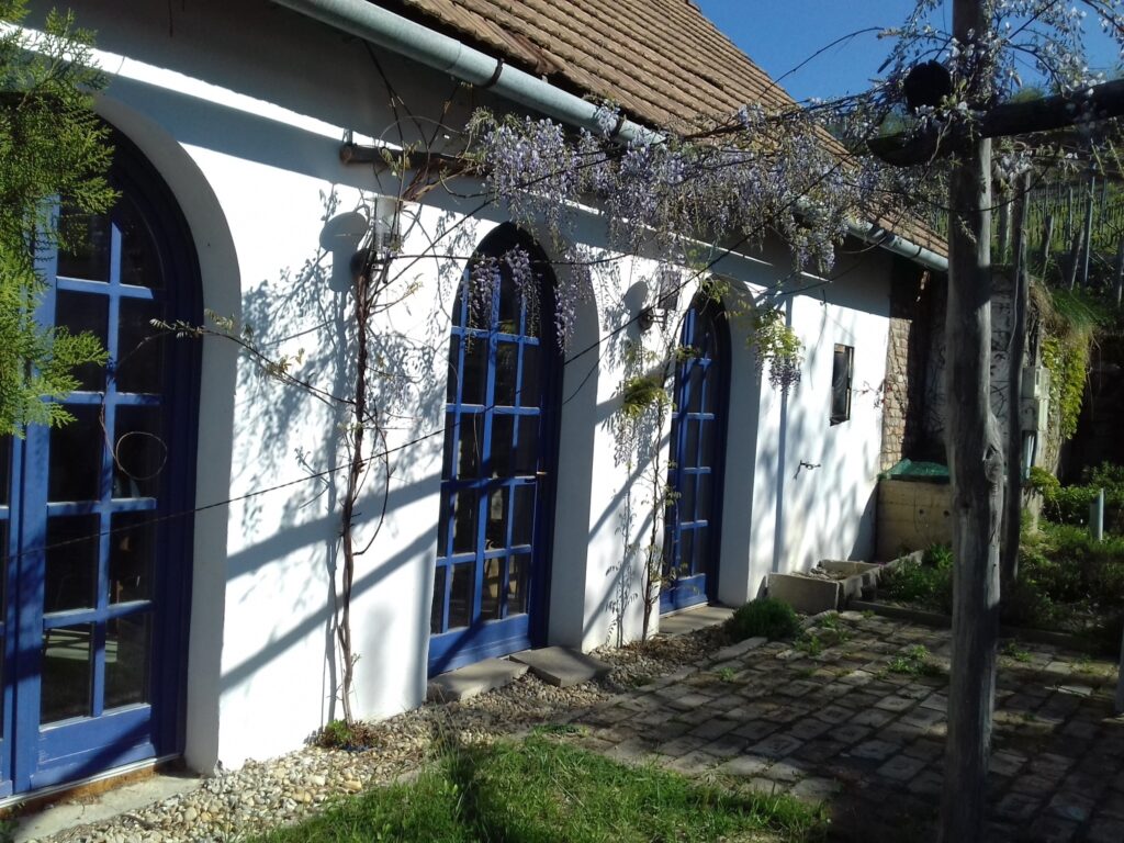 Weißes Presshaus mit blauen Fenstertüren und Blauregen auf dem Weingut Dániel Pince bei Szekszárd