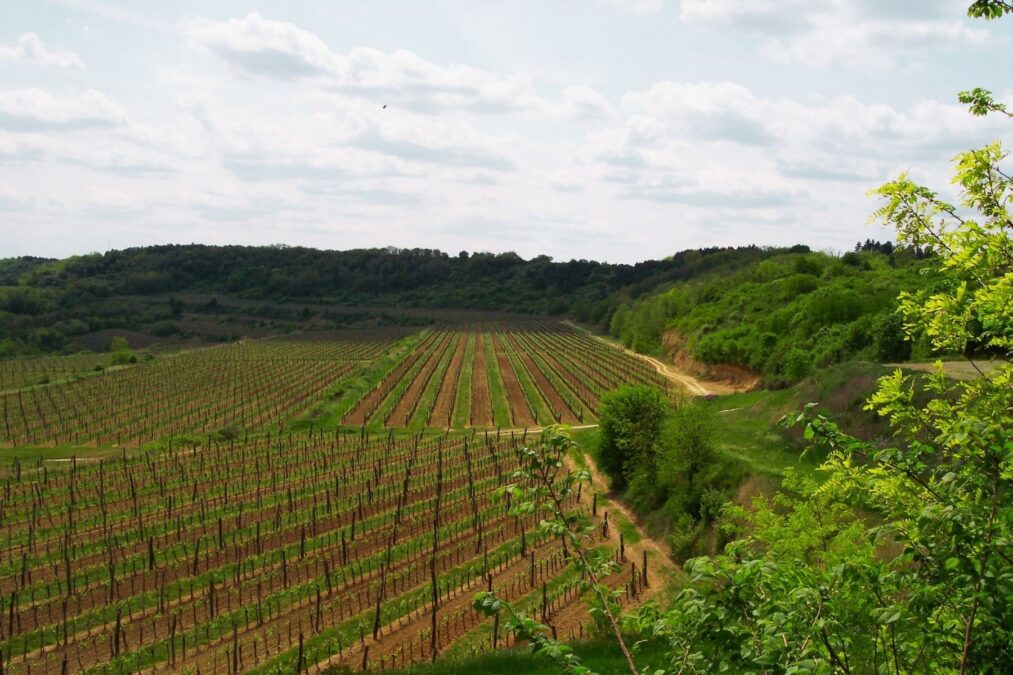 Blog Panoramablick über die Weinberge im Görögszó-Dűlő des Weingebiets Szekszárd, Südungarn