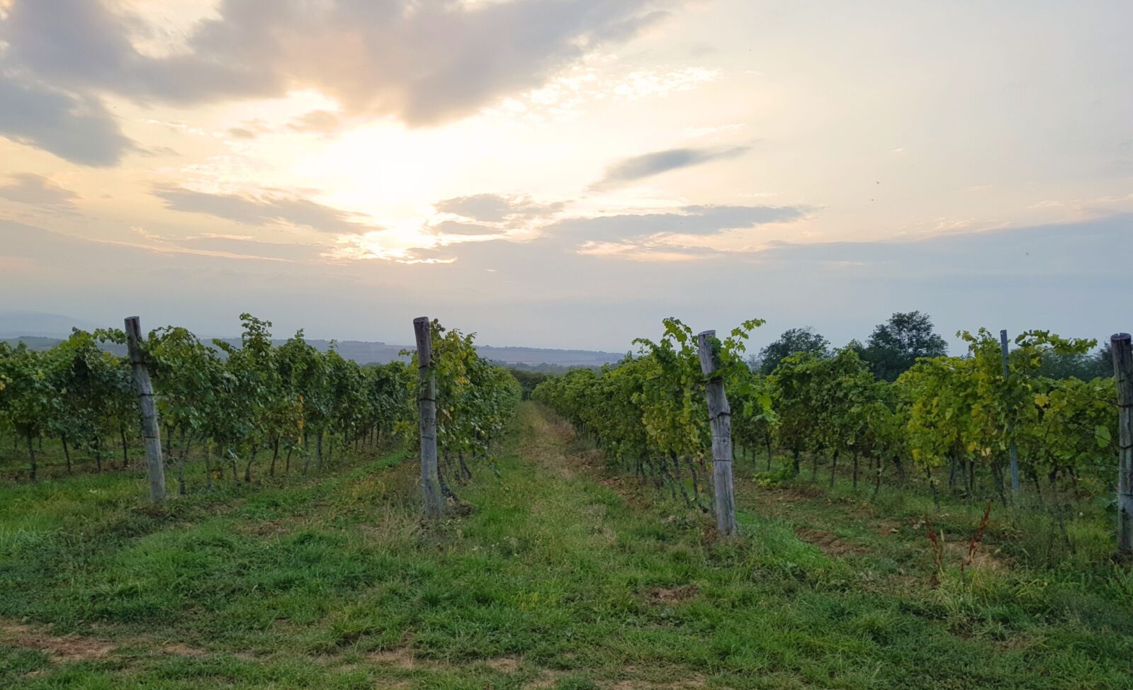 Szekszárd: ein einzigartiges Weingebiet im Süden Ungarns Weinberge bei Szálka im Weingebiet Szekszárd in der Abenddämmerung