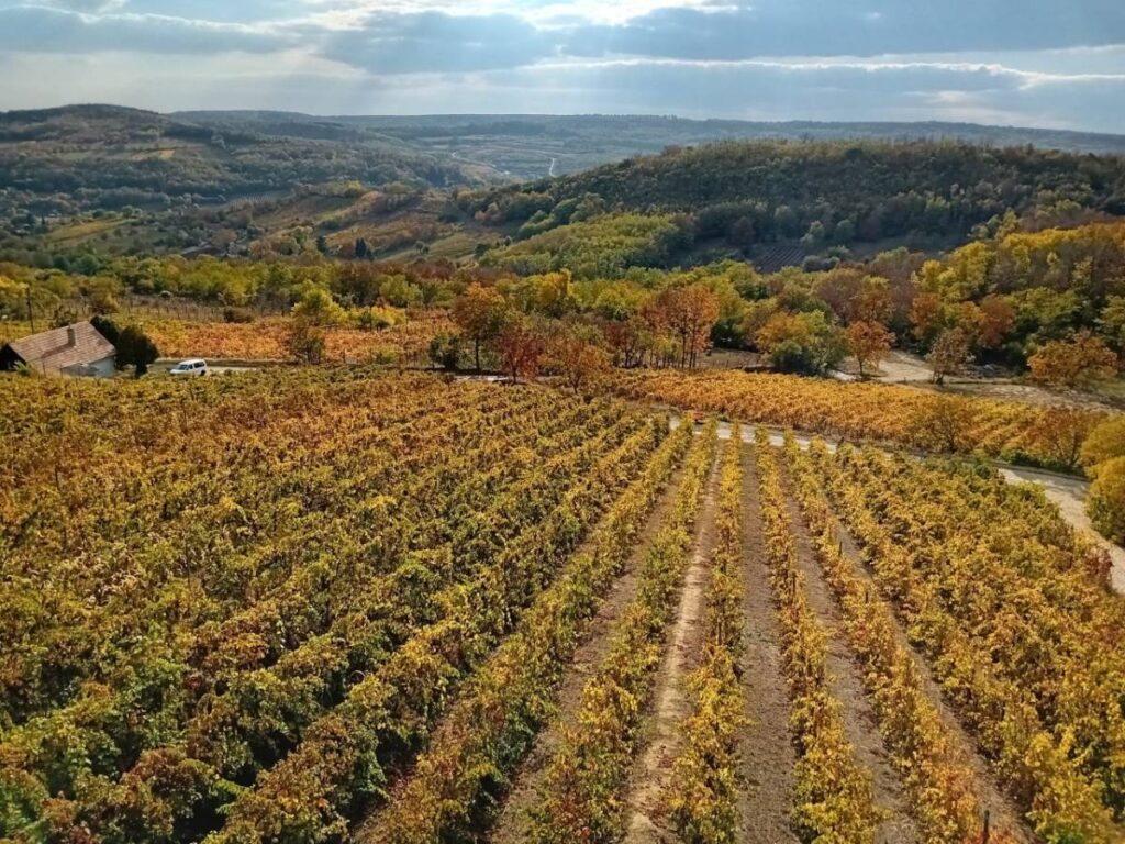 Herbstlich gefärbte Weinberge des Weinguts Dániel Pince im Porkoláb-Völgy bei Szekszárd